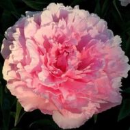 Pink Tinkerbelle
