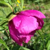 Paeonia anomala L. - Pilt 3