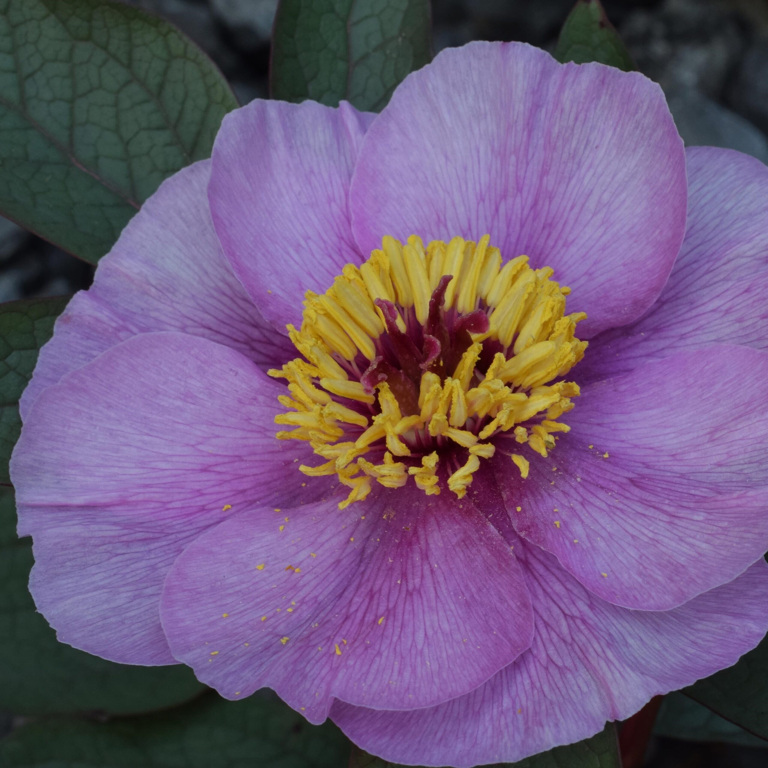 Paeonia-cambessedesii Paeonia cambessedesii - Pilt 1