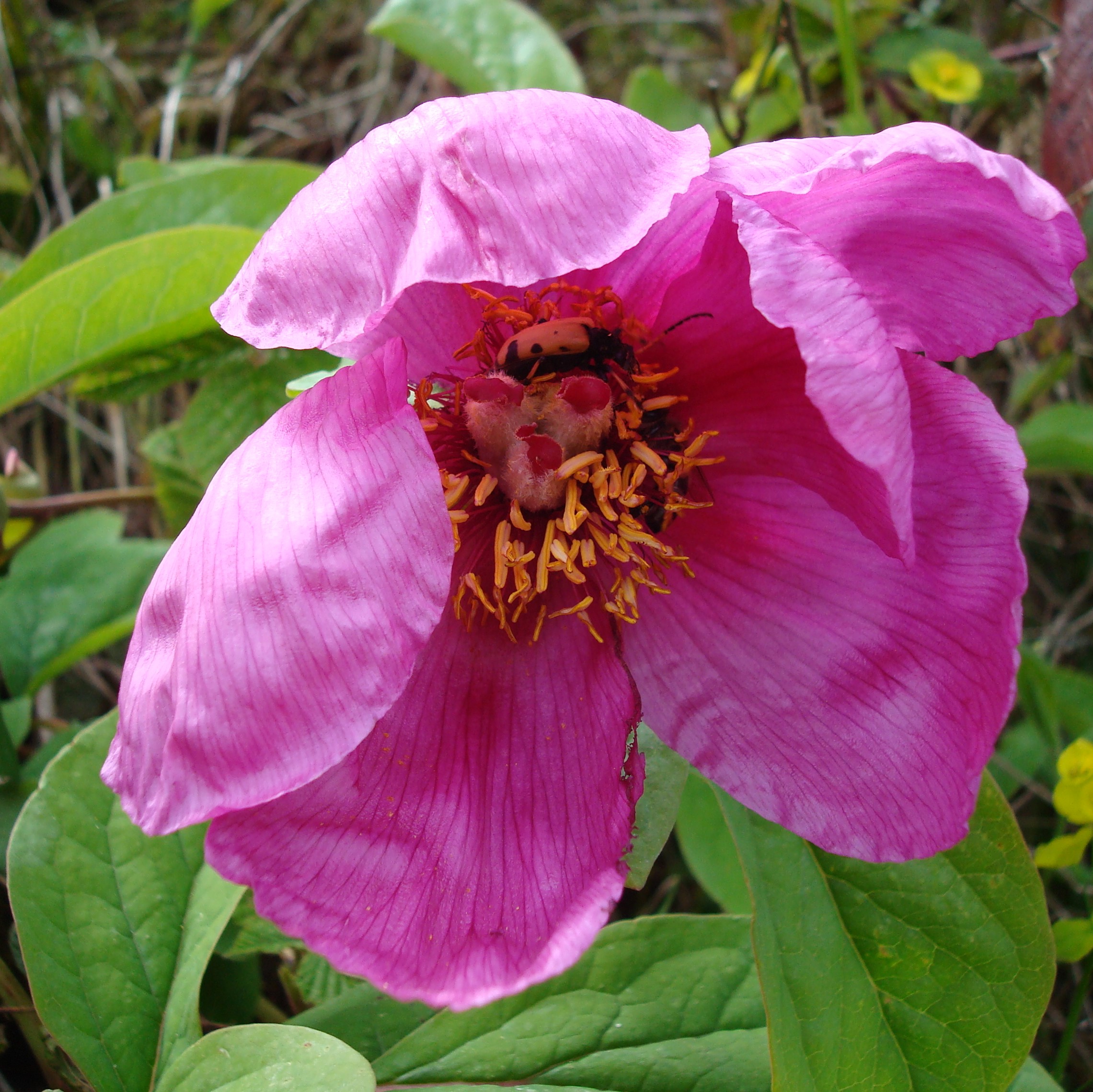 Paeonia-caucasica Paeonia caucasica - Pilt 1