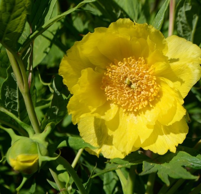 Paeonia-ludlowii-pf Paeonia lutea var ludlowii - Pilt 1