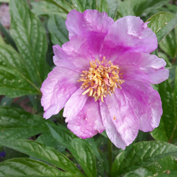 Paeonia-mairei-carita Paeonia mairei - Pilt 1