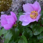 Paeonia morisii, corsica