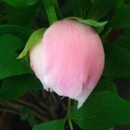 Paeonia suffruticosa - Pilt 2