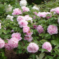 Paeonia suffruticosa - Pilt 4