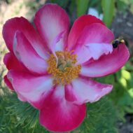 Paeonia tenuifolia f. alboroseum - Pilt 2
