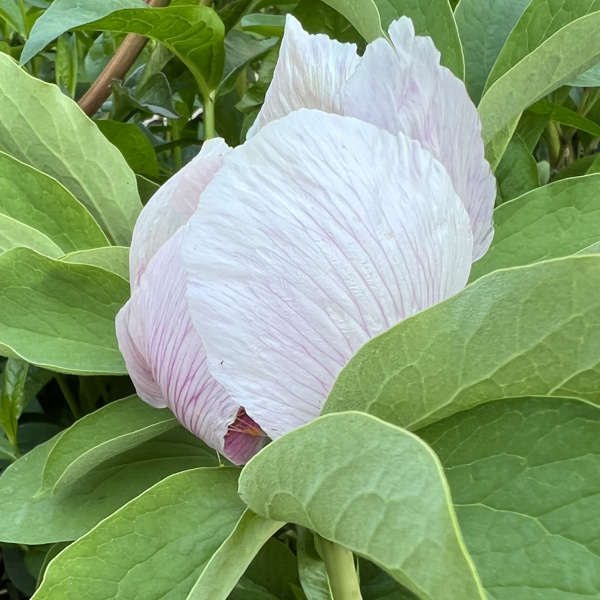 Paeonia-witmanniana-pilt-Marika-Vartla-IMG-8745 Paeonia witmanniana - Pilt 1
