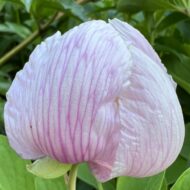 Paeonia witmanniana - Pilt 2