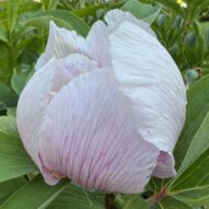 Paeonia witmanniana - Pilt 3