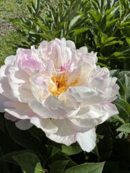 Petite Elegance - Pilt 4