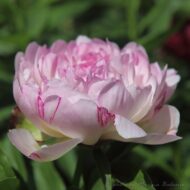 Petite Elegance - Pilt 2