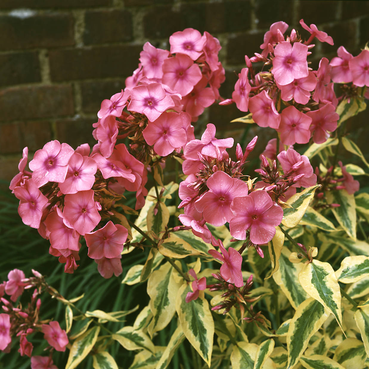 Phlox-Becky-Towe-0023 Becky Towe - Pilt 1