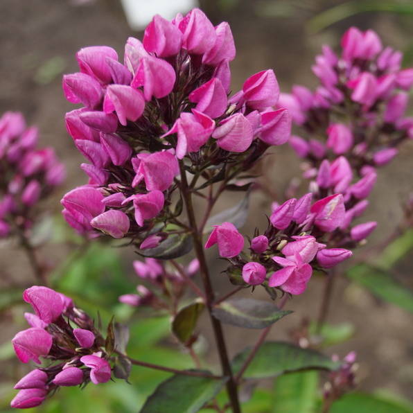Phlox-‘Butonik‘-2-0 Butonik - Pilt 1