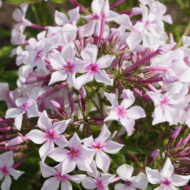 Roze Casablanca - Pilt 2