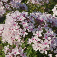 Roze Casablanca