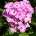 Pink Lady