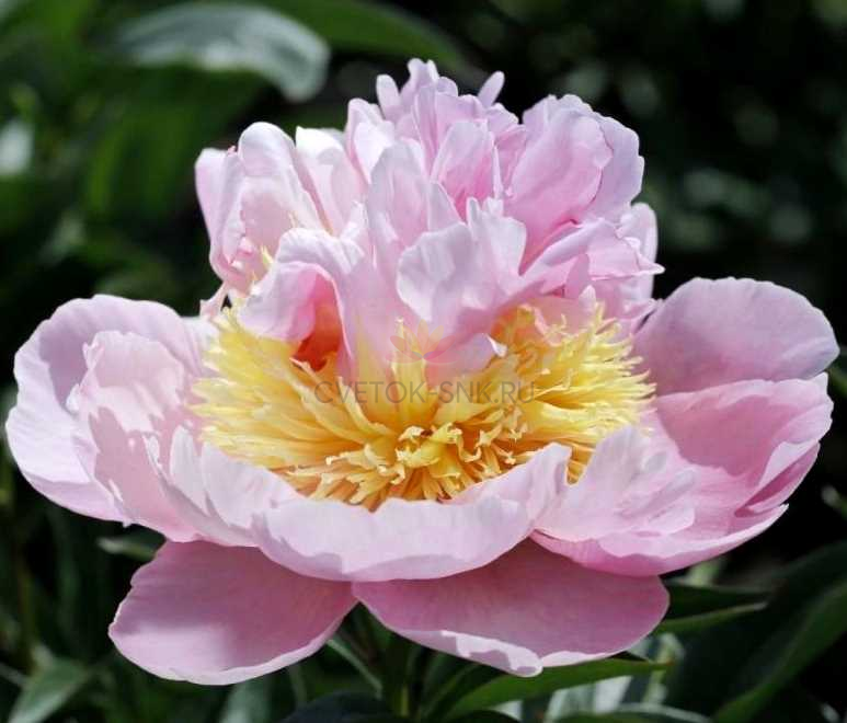 Pink-Parasol-Surprise Pink Parasol Surprise - Pilt 1