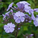 Prunella