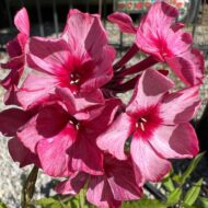 Red Caribbean - Pilt 3