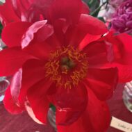 Red Red Rose - Pilt 5