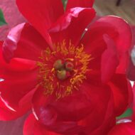 Red Red Rose - Pilt 6