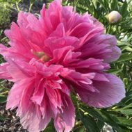 Rosea Plena - Pilt 3