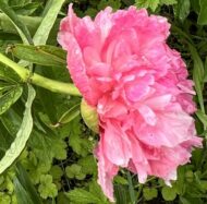 Rosea Plena - Pilt 2