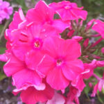 Rosme