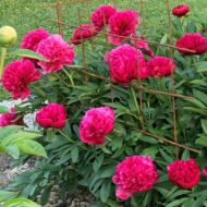 Paeonia officinalis Rubra Plena - Pilt 2