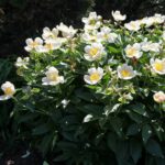 Silver Dawn Mix