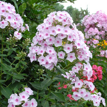 Sommerbouquet Sommerbouquet - Pilt 1