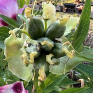 Sonoma Rosy Future - Pilt 4