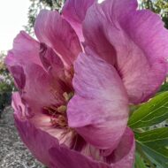 Sonoma Rosy Future - Pilt 2