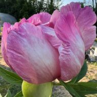 Sonoma Rosy Future - Pilt 3