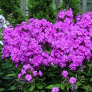 Suare - Pilt 3