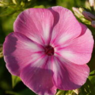 Sweet Summer Candy - Pilt 2