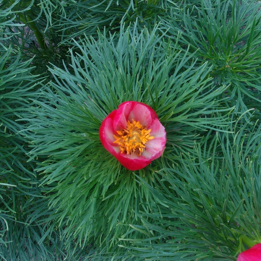 Tenuifolia-Kirju-2 Paeonia tenuifolia f. alboroseum - Pilt 1