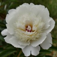 White Beauty - Pilt 2