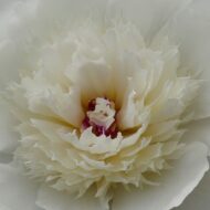 White Beauty - Pilt 3