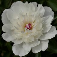 White Beauty
