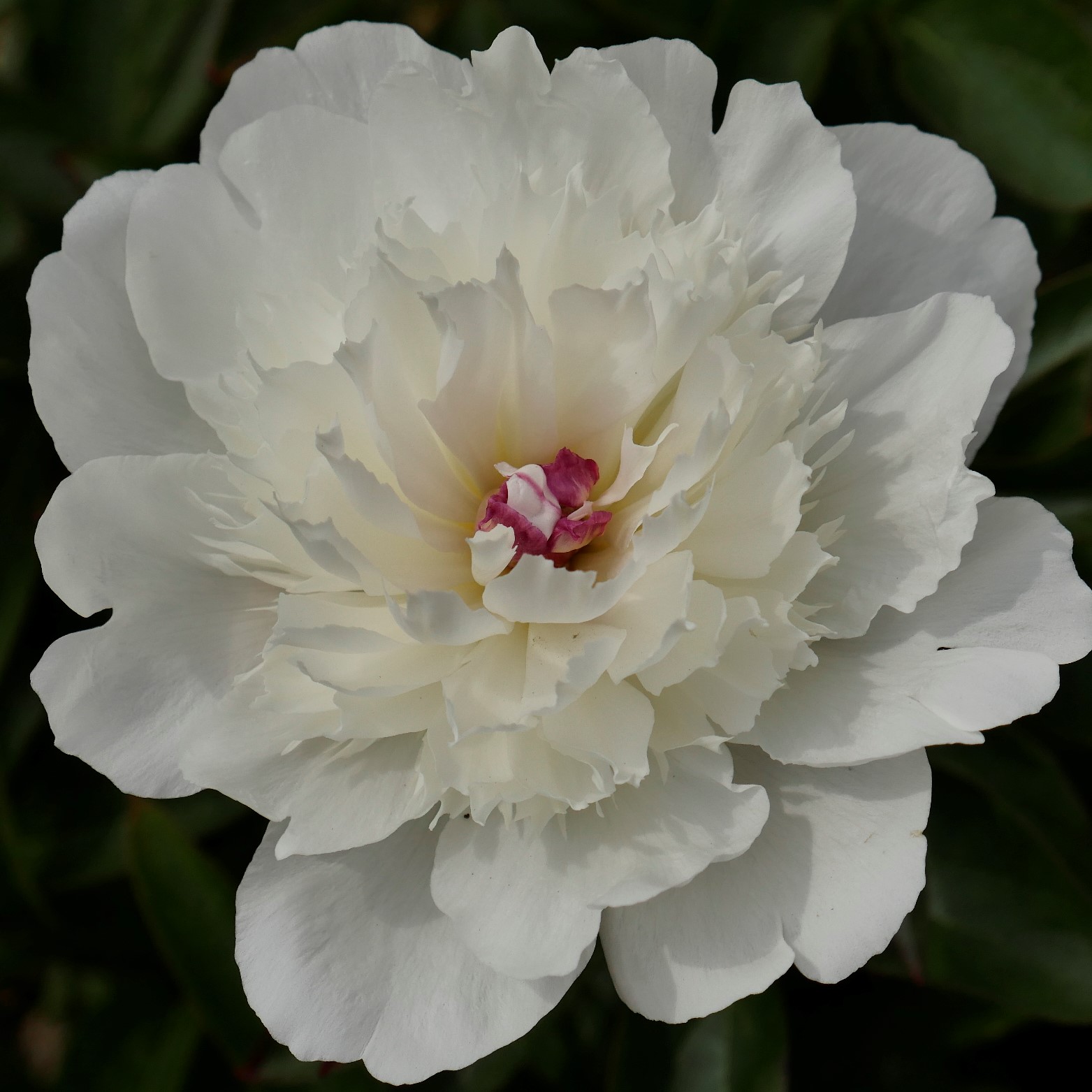 White-Beauty-pilt-Monika_1320669 White Beauty - Pilt 1