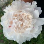 White Sarah Bernhardt