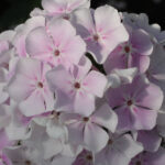 Zimneje Utro