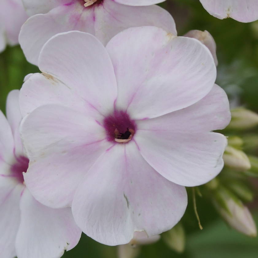 apfelblute Apfelblüte - Pilt 1