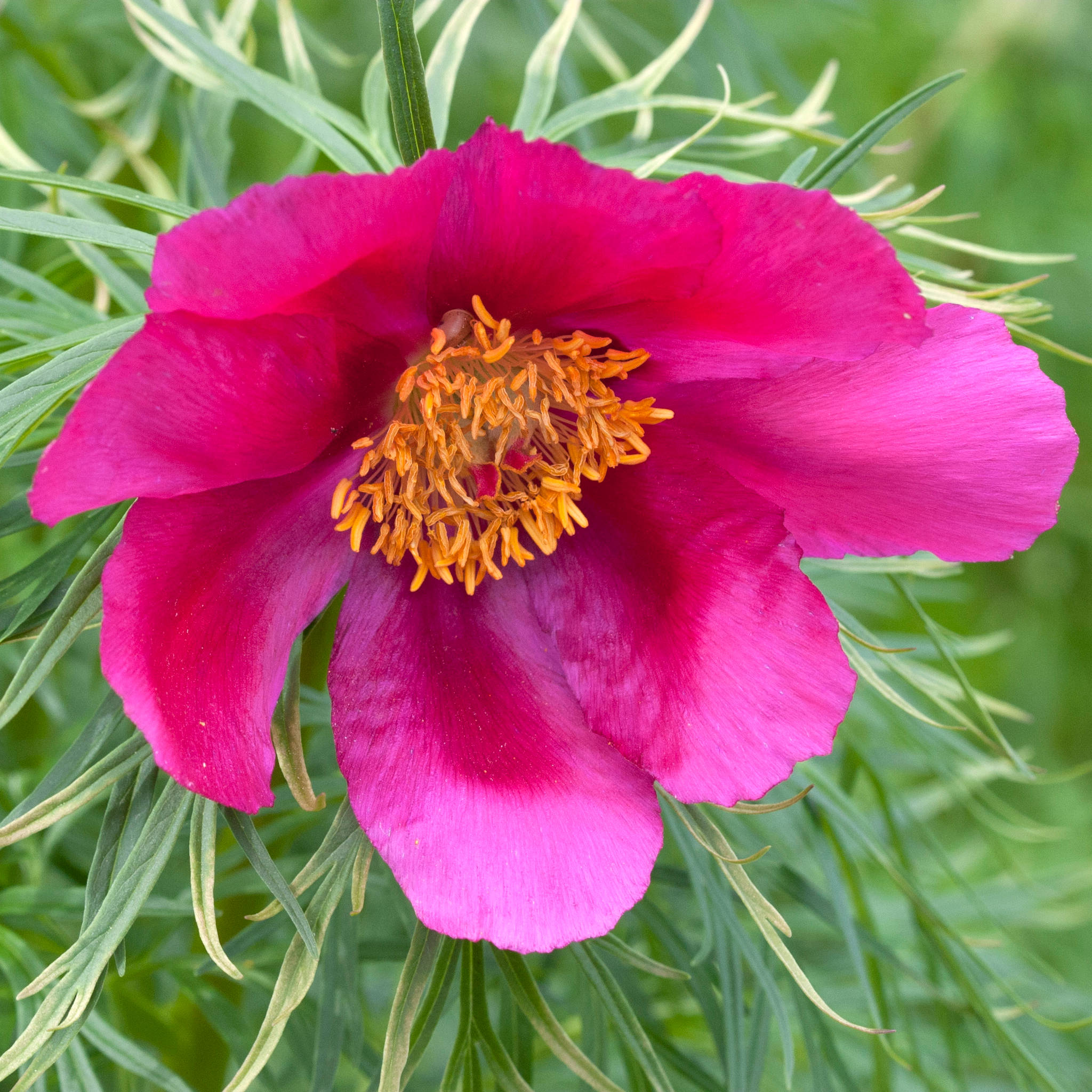 bergiana-from-Crimean Paeonia tenuifolia from Crimean, Bahtshisarai - Pilt 1