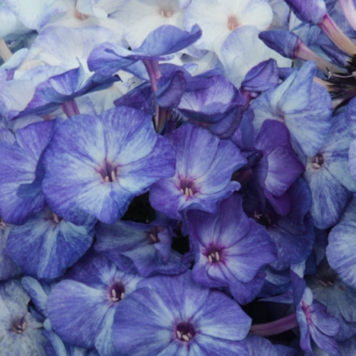 bf1e6b2d291cbd908997da1aa3afe787 Freckle Blue Shades - Pilt 1