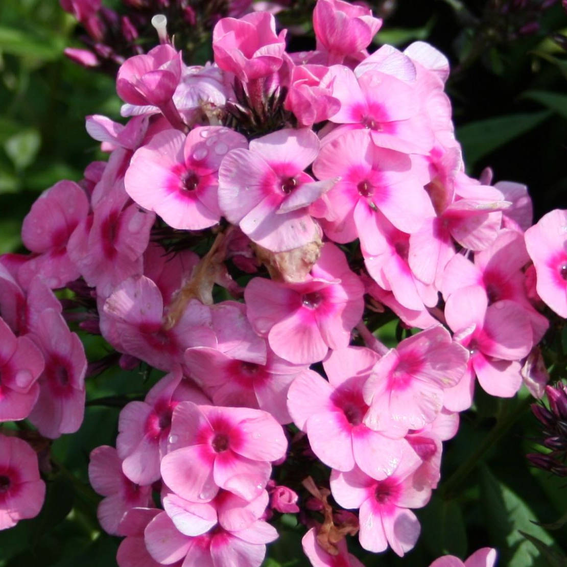 hohe-flammenblume-baby-face-m059889_w_0 Baby Face - Pilt 1