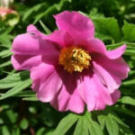 Paeonia intermedia