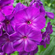 Magija