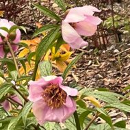 Paeonia mairei - Pilt 6